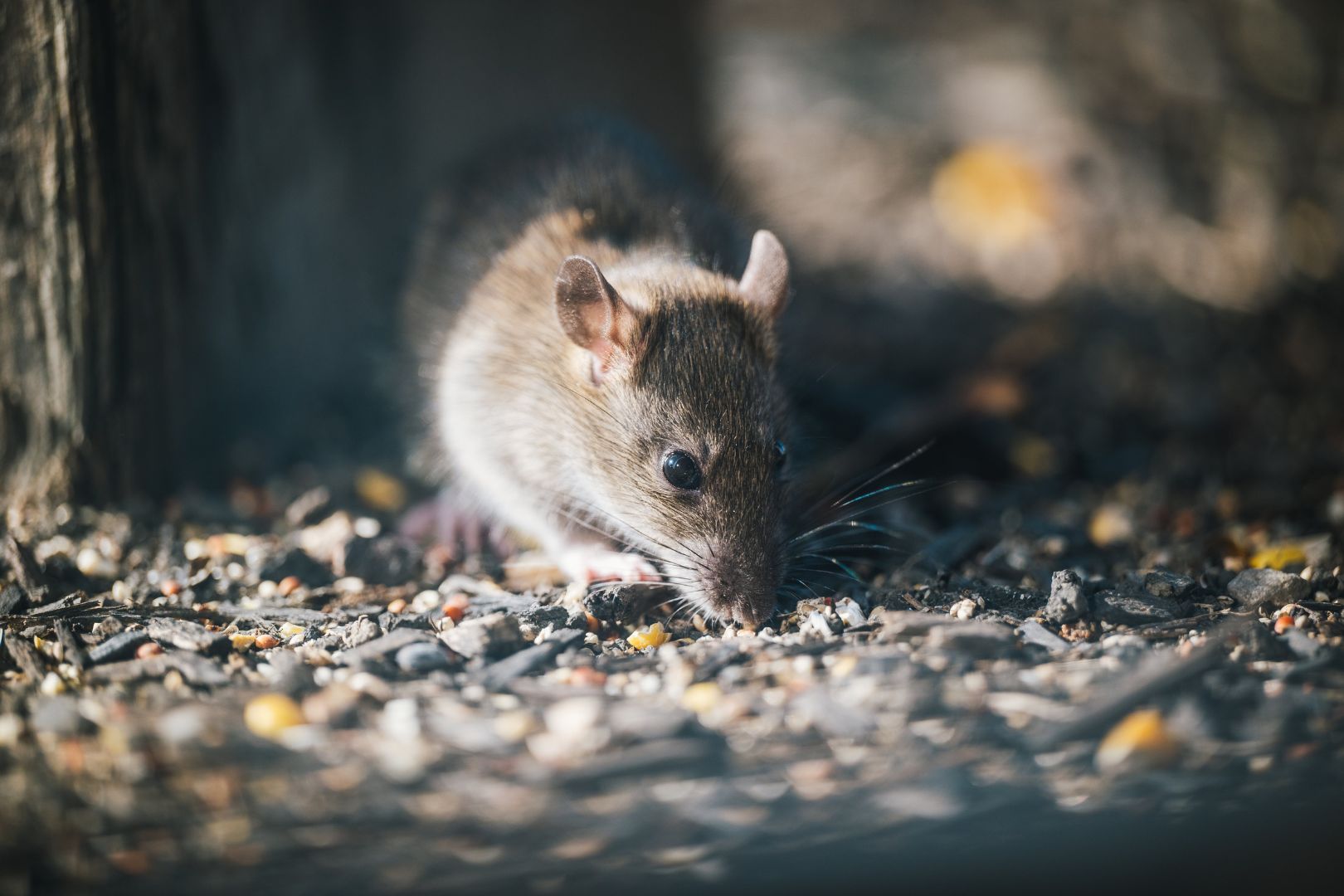 Como Agir Quando Encontra Fezes de Ratos em Casa